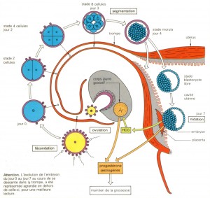 rencontre sperm et ovule